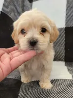 Max , a male Maltipoo for sale in Santa Barbara, CA – 4 of 4