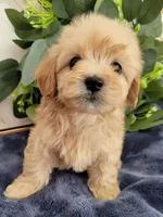 Max , a male Maltipoo for sale in Garland, TX – 2 of 5