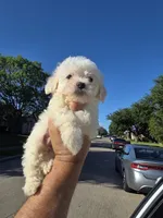 Max , a male Poodle - Toy  for sale in Dallas, TX – 1 of 4