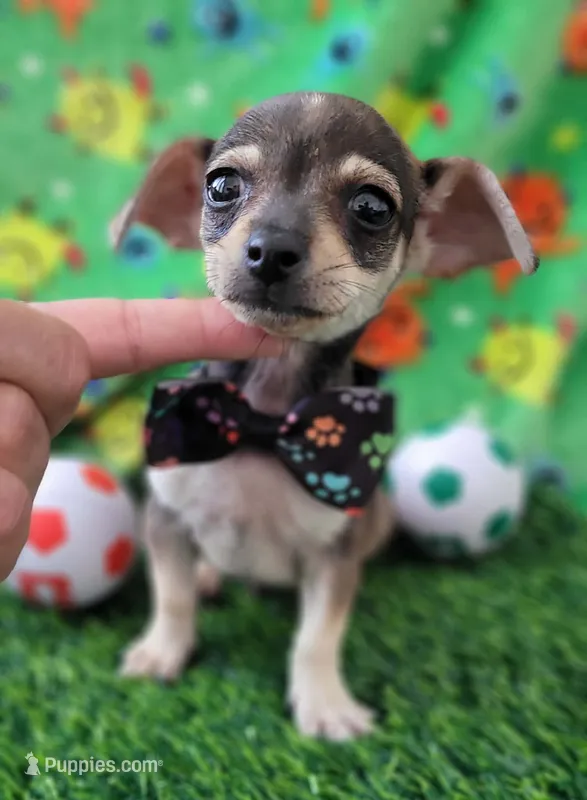 Milo  – Chihuahua puppy for sale in Dallas, TX