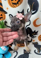 TEACUP LILI, a female Chihuahua for sale in Fontana, CA – 6 of 8
