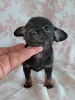 LIL TINY JERRY, a male Chihuahua for sale in Dallas, TX – 4 of 4