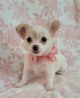 DAISY THE LONGHAIRED MINI, a female Chihuahua for sale in Dallas, TX – 4 of 6