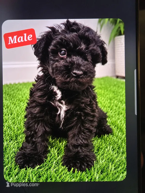 MALTIPOO JERRY – Maltipoo puppy for sale in Fontana, CA