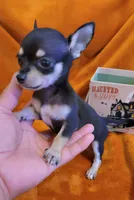 TEACUP  SAMMY( DELIVERY AVAILABLE), a male Chihuahua for sale in Fontana, CA – 3 of 4