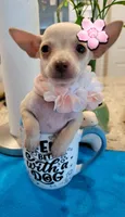 Lil lucy, a female Chihuahua for sale in Covina, CA – 3 of 8