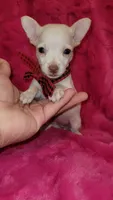 Bartolito, a male Chihuahua for sale in Dallas, TX – 1 of 3