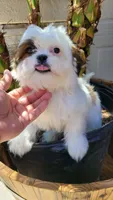 COCO , a male Shih Tzu for sale in Elizabeth, NJ – 2 of 7