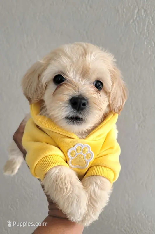 Benji – Maltipoo puppy for sale in Santa Barbara, CA