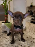 Lil TEACUP SAMMY, a male Chihuahua for sale in Moreno Valley, CA – 2 of 7