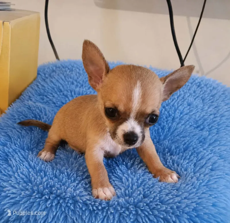 LIL TEACUP BANDIT – Chihuahua puppy for sale in Santa Barbara, CA