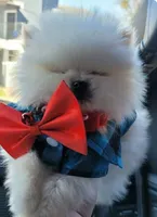 BEAR FACE ALVIN, a male Pomeranian for sale in Mesquite, TX – 2 of 5