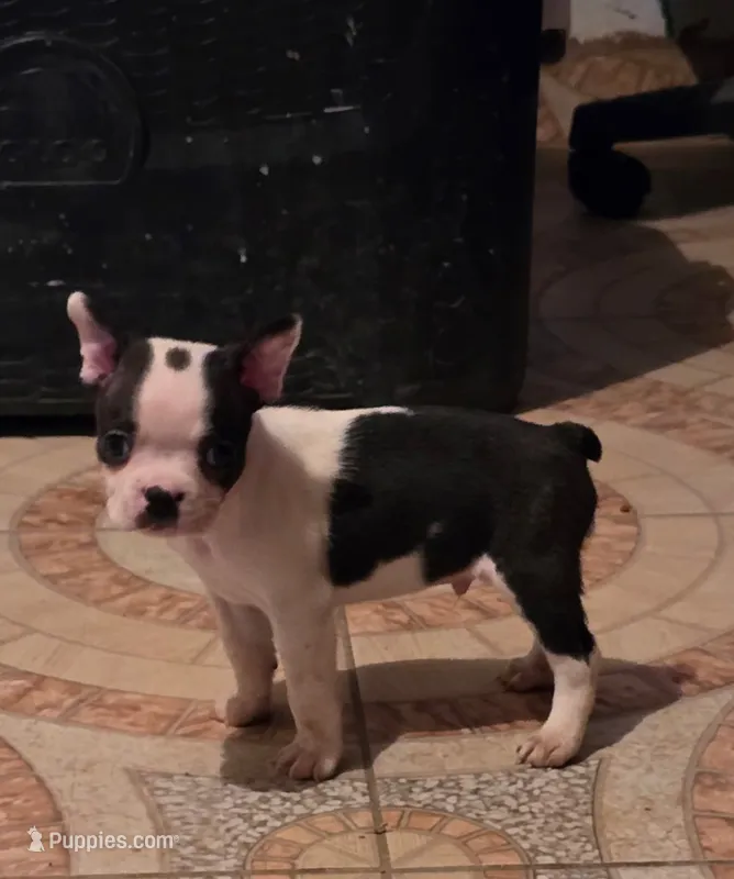 Sammy  – Boston Terrier puppy for sale in Dallas, TX