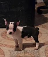 Sammy , a male Boston Terrier for sale in Dallas, TX – 1 of 1