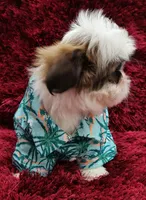 COCO , a male Shih Tzu for sale in Dallas, TX – 3 of 7