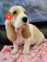 SASSY, a female Basset Hound for sale in Dallas, TX – 2 of 6