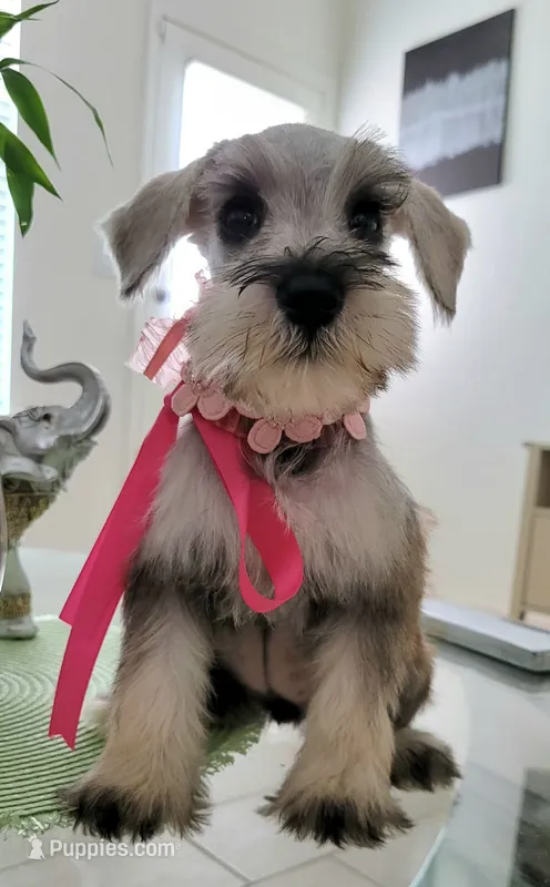 LADY – Miniature Schnauzer puppy for sale in Fontana, CA