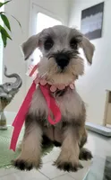 LADY, a female Miniature Schnauzer for sale in Fontana, CA – 1 of 5