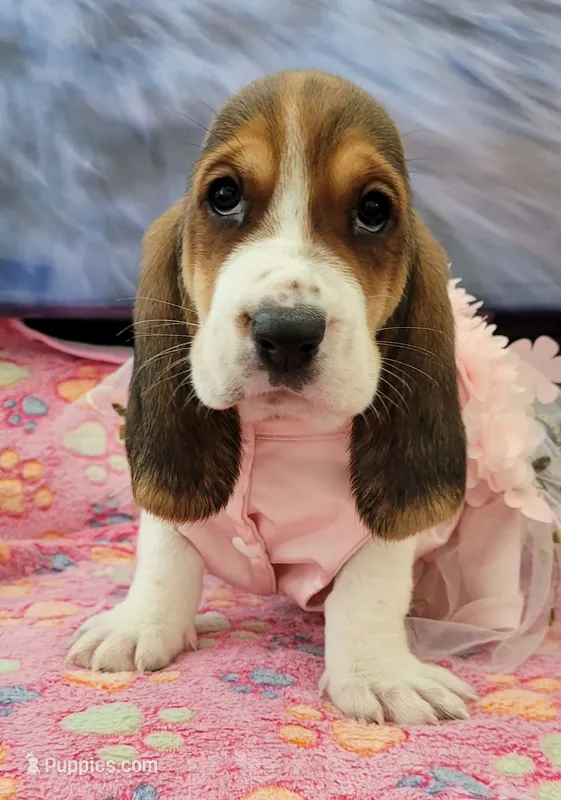 Molly – Basset Hound puppy for sale in Dallas, TX