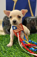 TAQUITO , a male Chihuahua for sale in Dallas, TX – 2 of 8