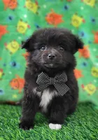 Lucky, a male Pomeranian for sale in Dallas, TX – 6 of 7