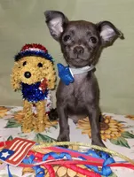 LIL BLUE, a male Chihuahua for sale in Dallas, TX – 3 of 4