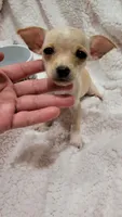 T-CUP TAQUITO, a male Chihuahua for sale in Dallas, TX – 3 of 4