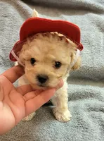 Miniature POODLE MALE, a male Poodle - Toy  for sale in Dallas, TX – 3 of 3