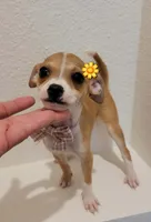 Lolita, a female Chihuahua for sale in Dallas, TX – 2 of 2