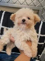 Lil JERRY, a male Maltipoo for sale in Moreno Valley, CA – 4 of 5