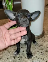 Lil tiny shadow, a male Chihuahua for sale in Dallas, TX – 2 of 3
