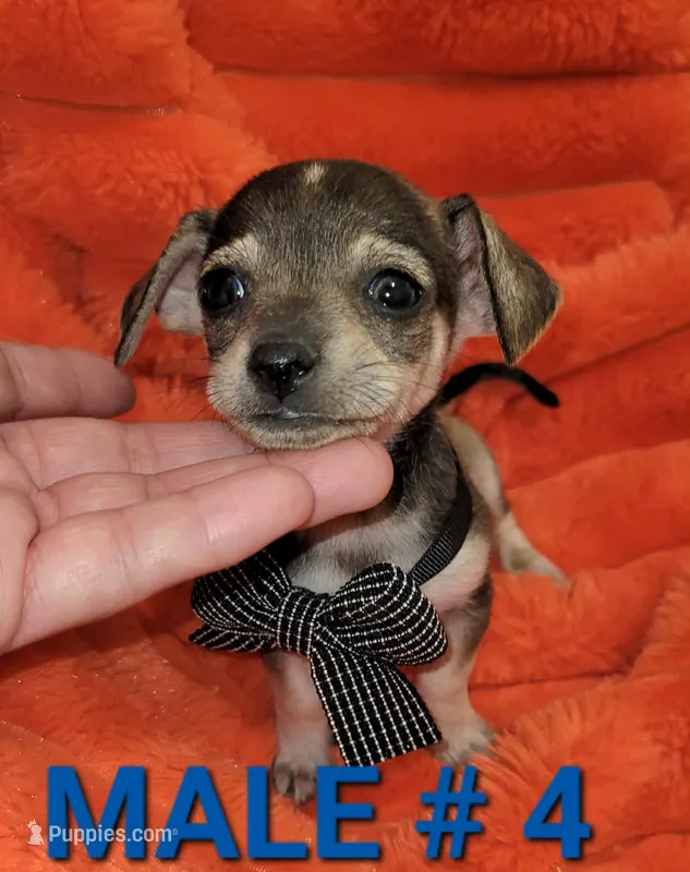 Milo , a male Chihuahua for sale in Dallas, TX – 1 of 1