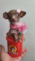 LIL TEACUP MITZI, a female Chihuahua for sale in Fontana, CA – 6 of 6