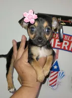 LIL TEACU RITA, a female Chihuahua for sale in Garland, TX – 2 of 3