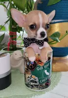 LIL TEACUP BANDIT, a male Chihuahua for sale in Katy, TX – 5 of 10