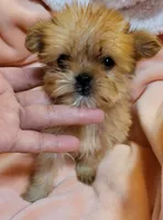 LIL TEACUP PACO, a male Shorkie for sale in Moreno Valley, CA – 4 of 4