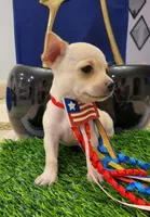 TAQUITO , a male Chihuahua for sale in Dallas, TX – 5 of 8