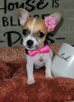 TEACUP LIL RITA, a female Chihuahua for sale in Santa Barbara, CA – 2 of 5