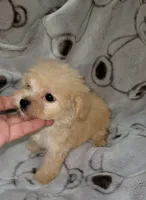 MINI MALTEPOO JERRY, a male Maltipoo for sale in Dallas, TX – 2 of 5
