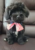 Benji, a male Maltipoo for sale in Dallas, TX – 2 of 3