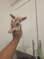 Lil lucy, a female Chihuahua for sale in Moreno Valley, CA – 6 of 10