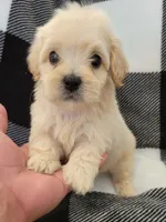 Benji, a male Maltipoo for sale in Santa Barbara, CA – 4 of 5
