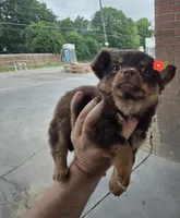 LONGHAIRED ZELDA , a female Chihuahua for sale in Dallas, TX – 4 of 8