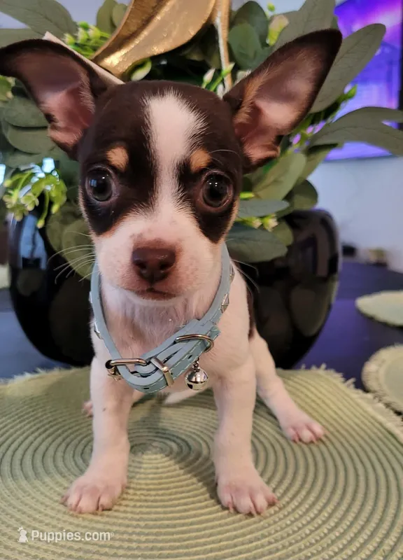 LUCAS – Chihuahua puppy for sale in Dallas, TX