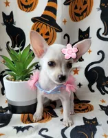 TEACUP PAM , a female Chihuahua for sale in Fontana, CA – 1 of 5