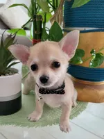 MUÑECO, a male Pomchi for sale in Garland, TX – 3 of 5