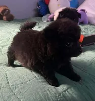 Max , a male Pomeranian for sale in Dallas, TX – 2 of 2