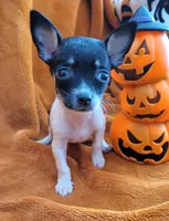 TEACUP BANDIT( DELIVERY AVAILABLE ), a male Chihuahua for sale in Arlington, TX – 3 of 6