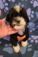 WINSTON , a male Maltipoo for sale in Covina, CA – 5 of 6