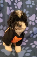 WINSTON , a male Maltipoo for sale in Covina, CA – 4 of 6